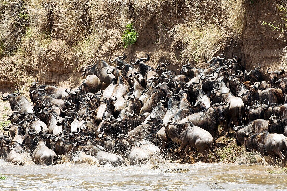 Wildebeest migrating