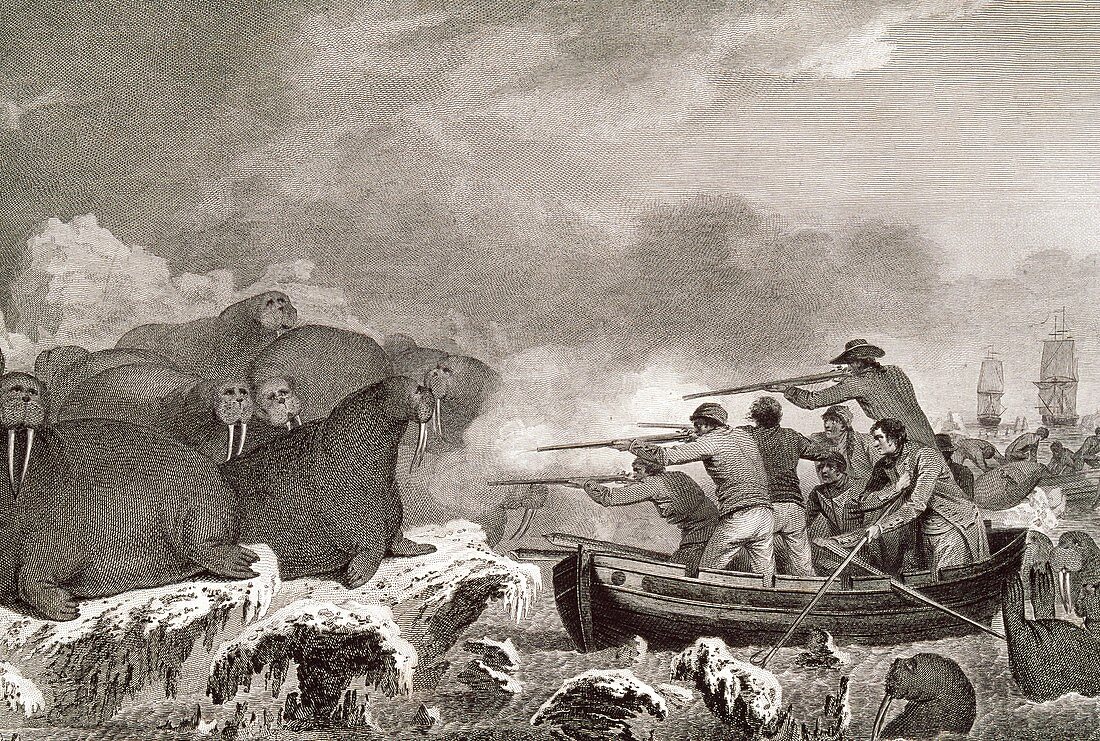 Hunting walruses,artwork