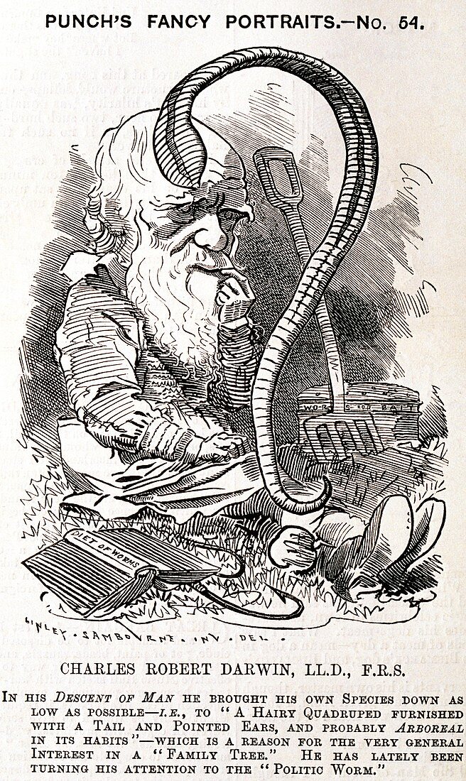 Darwin caricature,Punch magazine