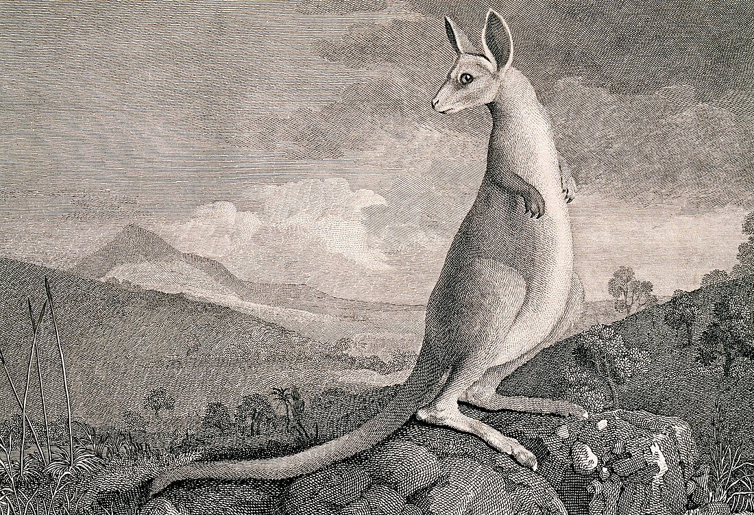 Kangaroo,18th century artwork