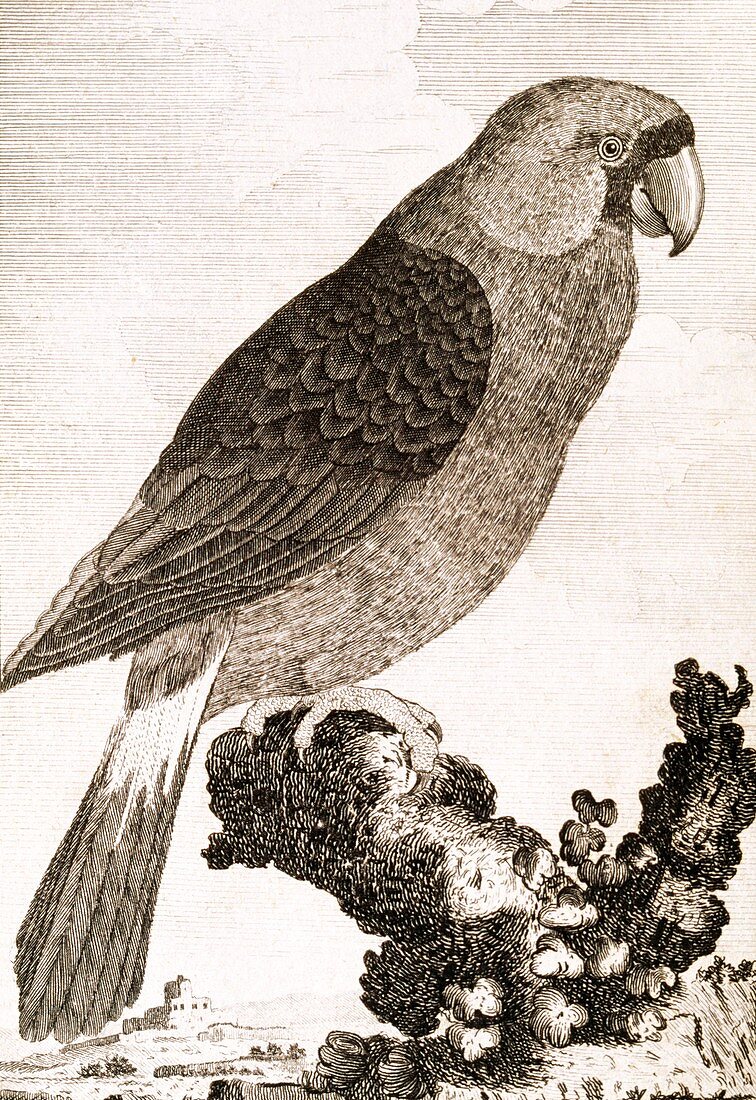 Mascarene parrot,18th century artwork