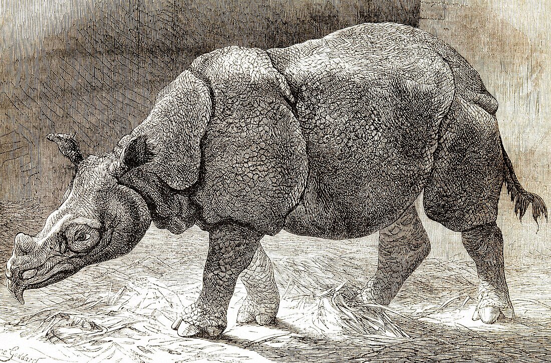 Javan rhinoceros,19th century artwork
