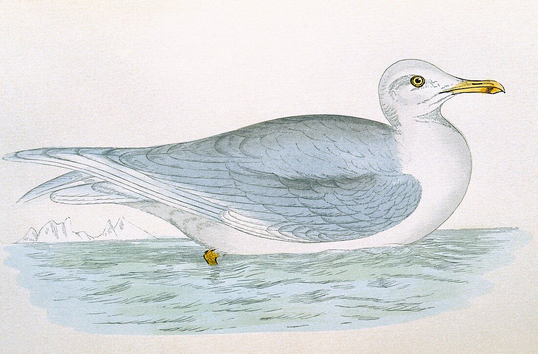 Iceland gull,19th century artwork