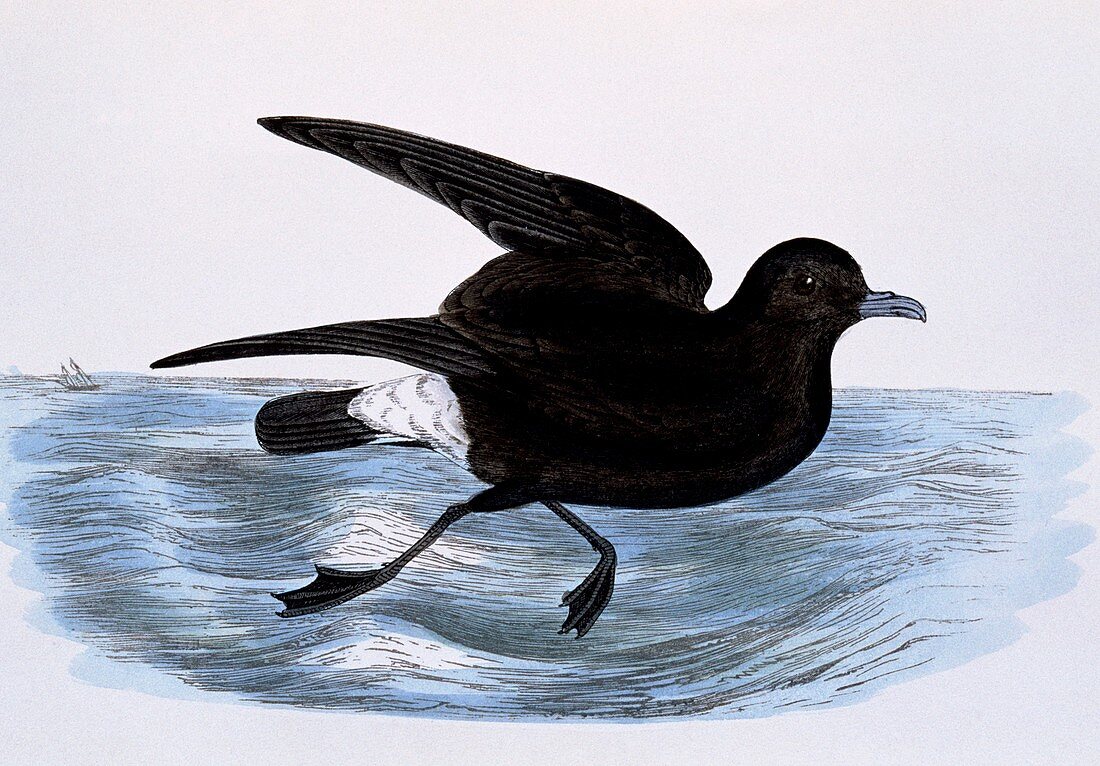 Storm petrel,19th century artwork