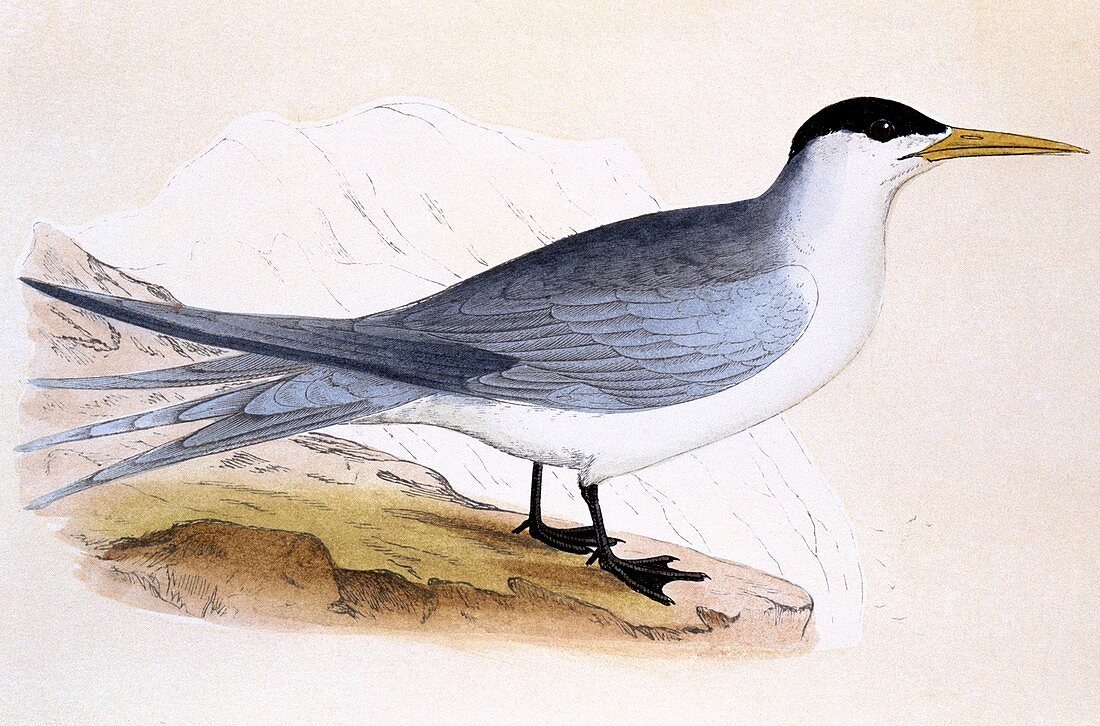 Swift tern,19th century artwork
