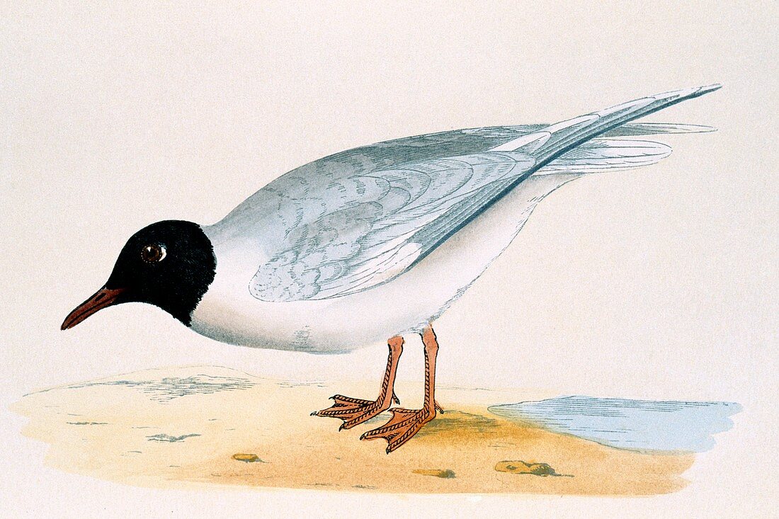 Little gull,19th century artwork