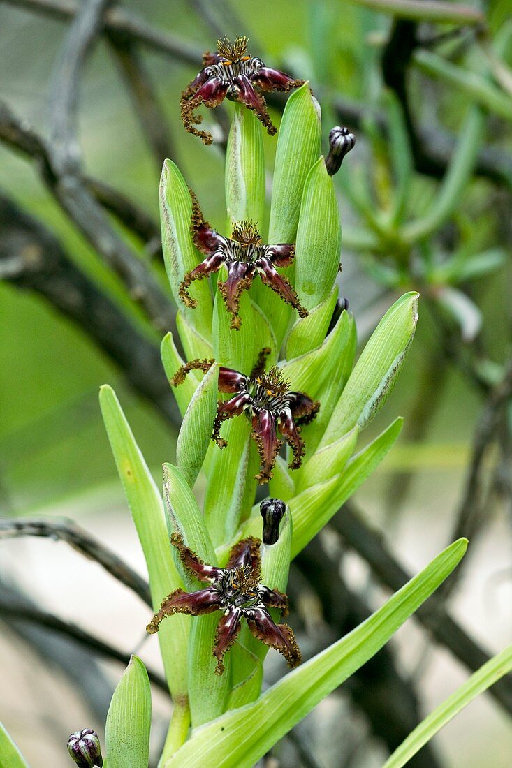 Ferraria crispa