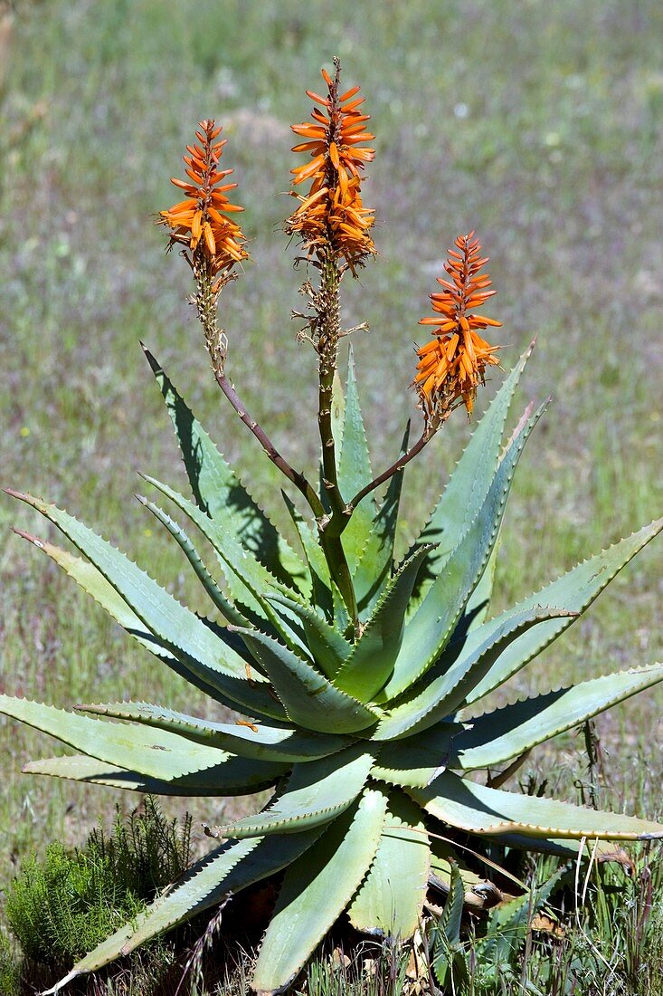 Bitter Aloe (Aloe ferox)