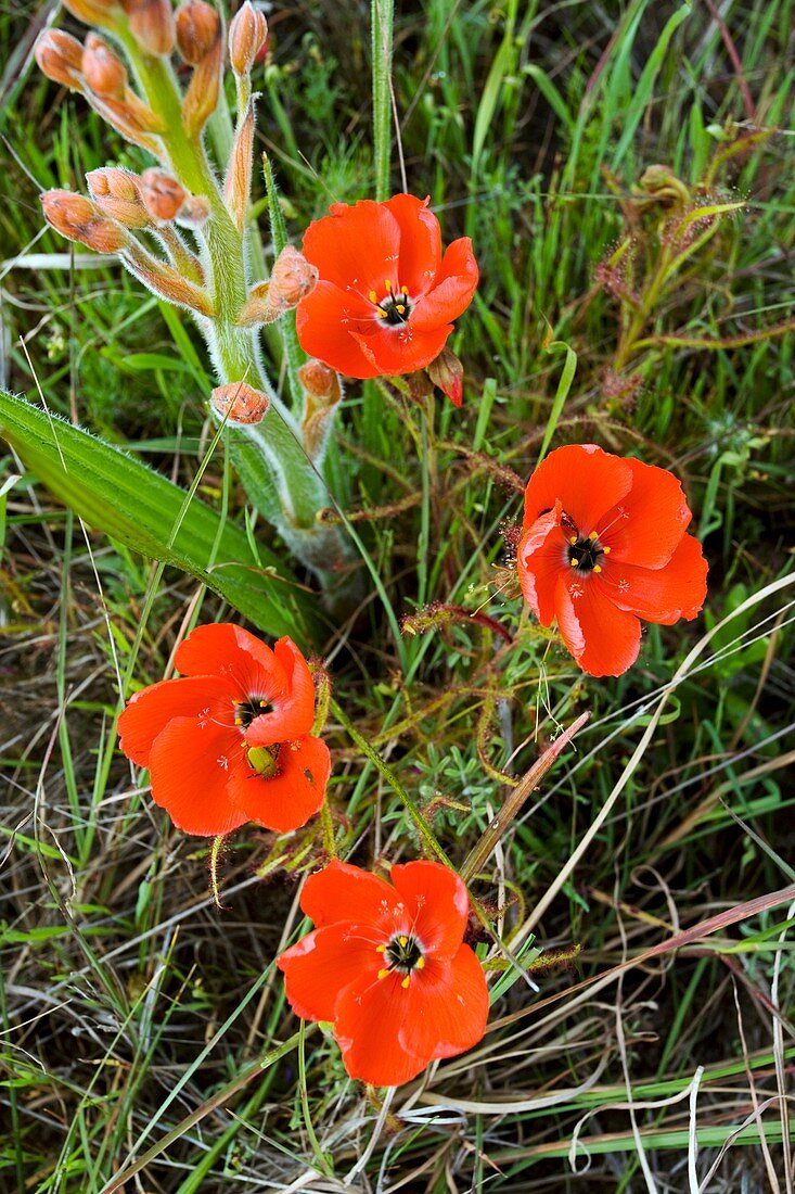 Red Sundew (Drosera cistiflora)