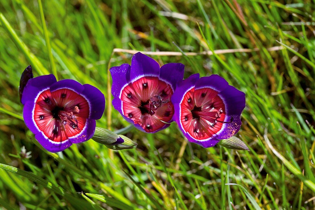 Satin Flower (Geissorhiza radians)