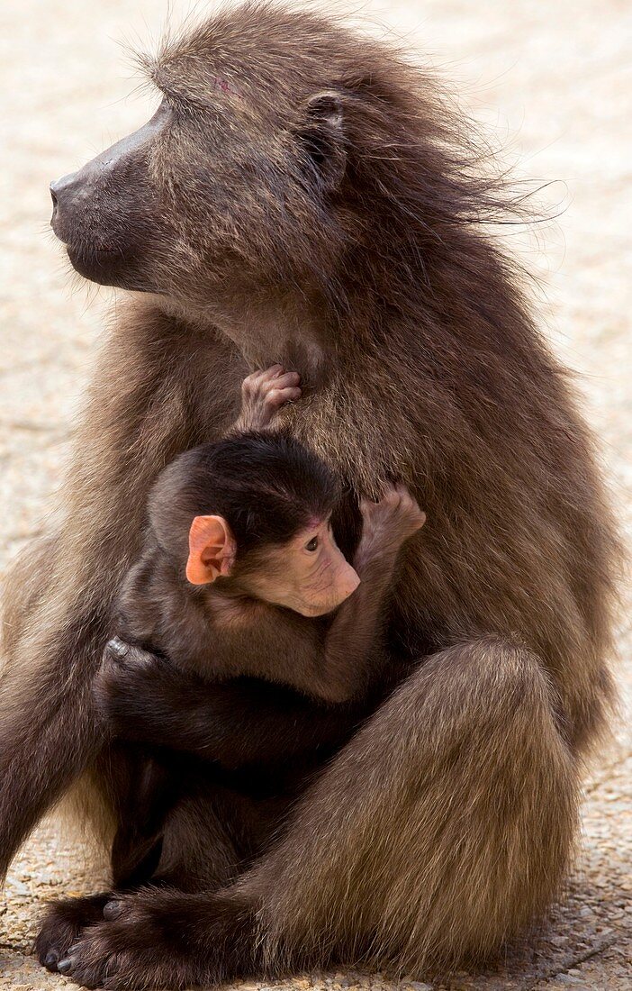 Mother and baby Chacma Baboon