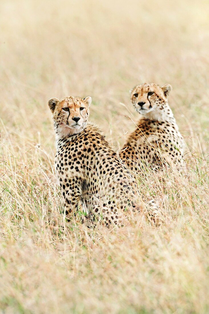 Cheetahs in grass