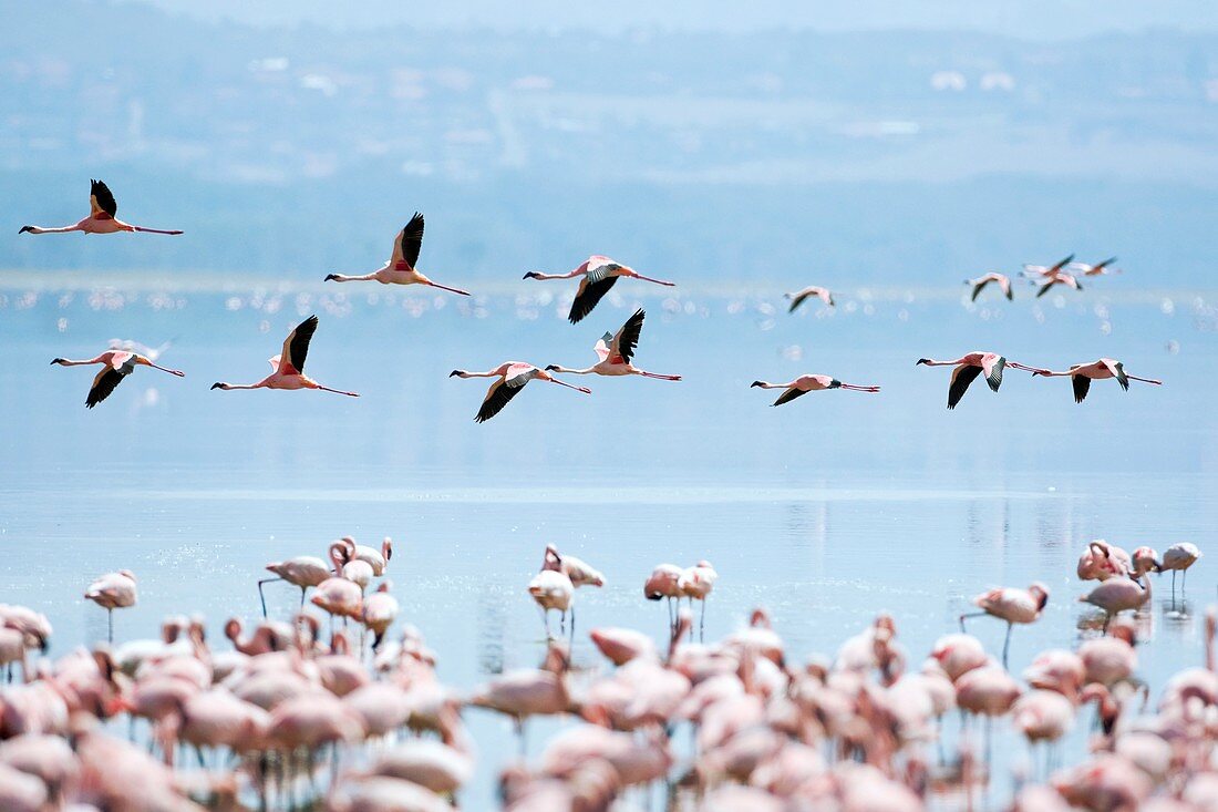 Lesser flamingos in flight
