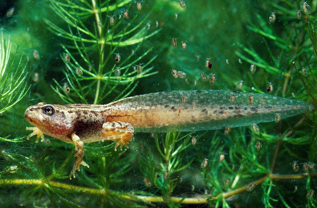 Common frog tadpole