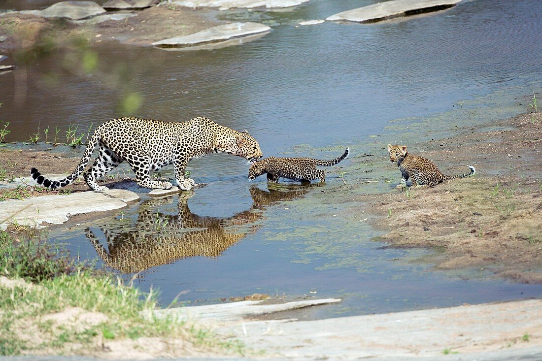 Leopards crossing a river