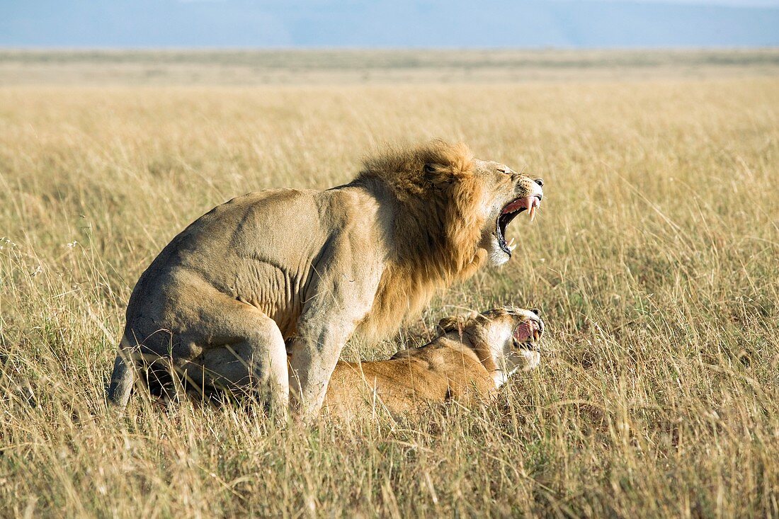 African lions mating