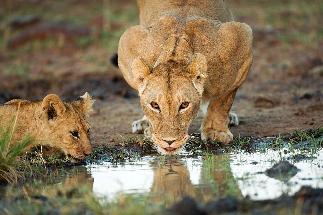 African lions drinking