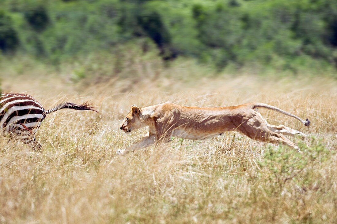 African lioness chasing a zebra