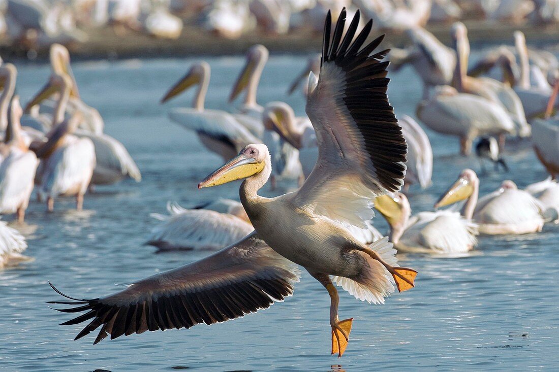 Great white pelican landing
