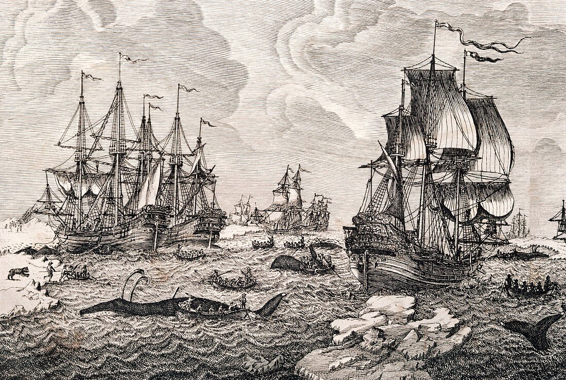 18th century Dutch whaling fleet,artwork
