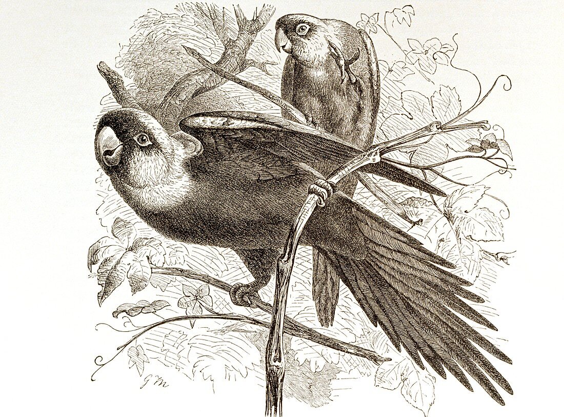 Carolina parakeets,artwork