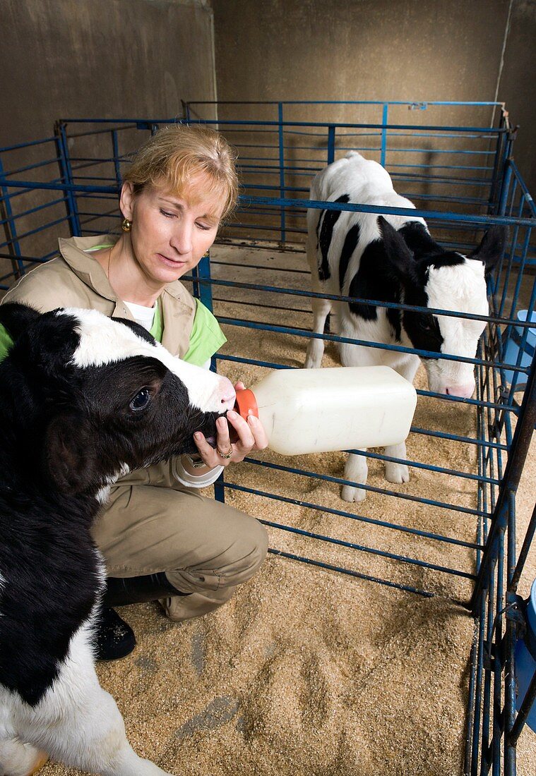 Rearing cattle for vaccine research