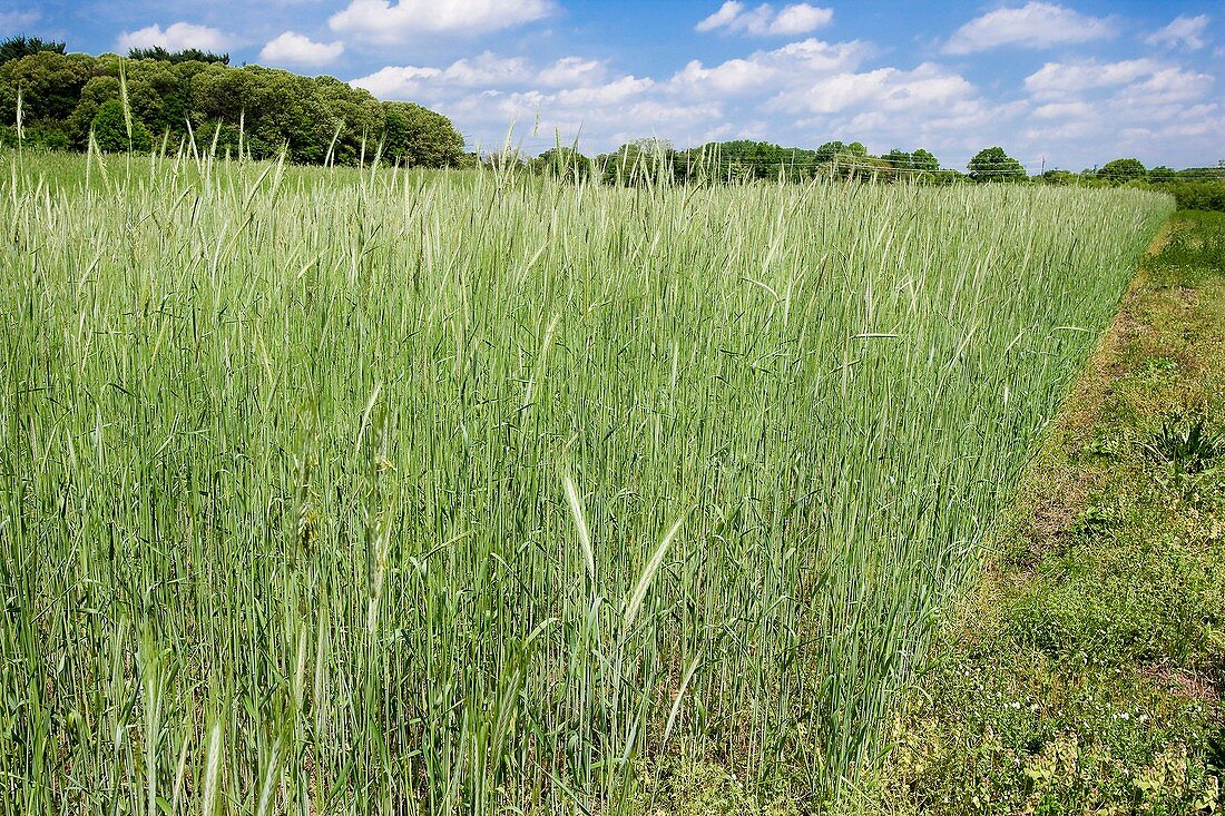 Rye (Secale cereale) field