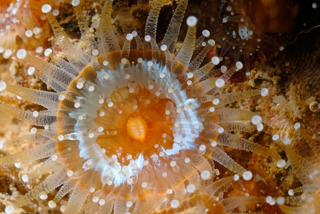 Jewel anemone