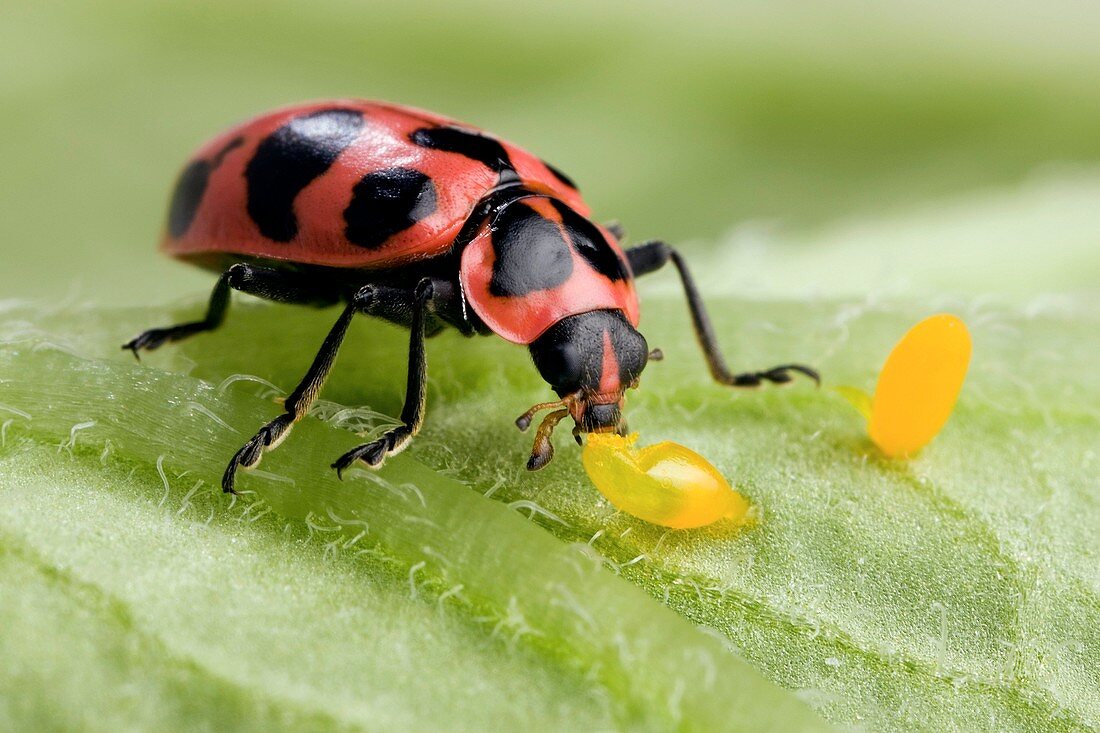 Pink spotted ladybird