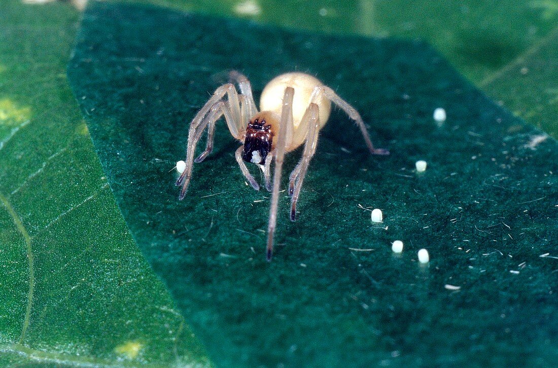 American yellow sac spider