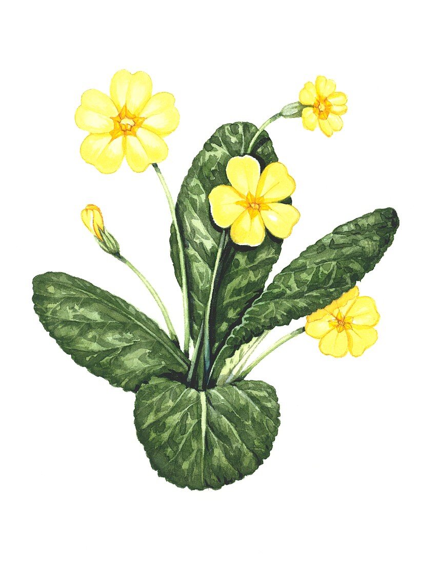 Common primrose,artwork