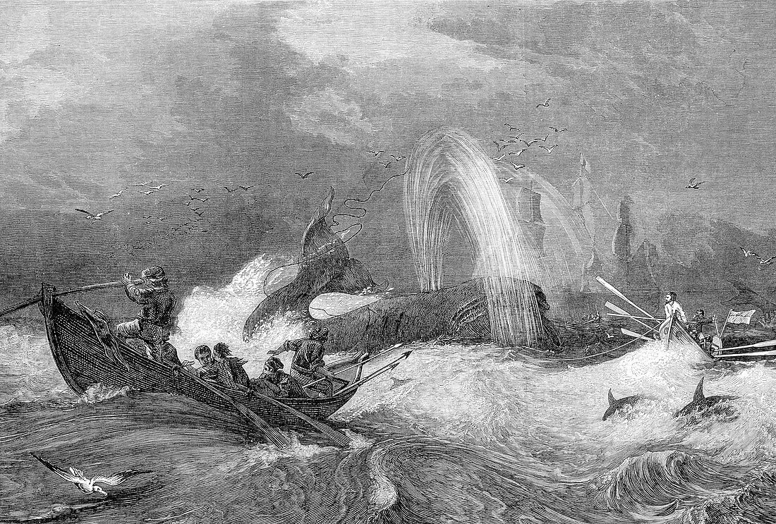Whalers catching a whale,19th century