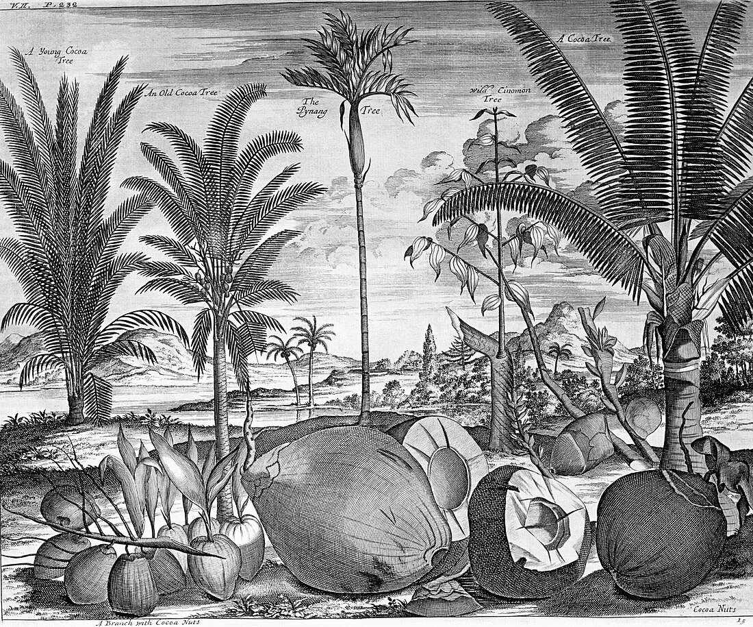 Tropical crops,17th century artwork