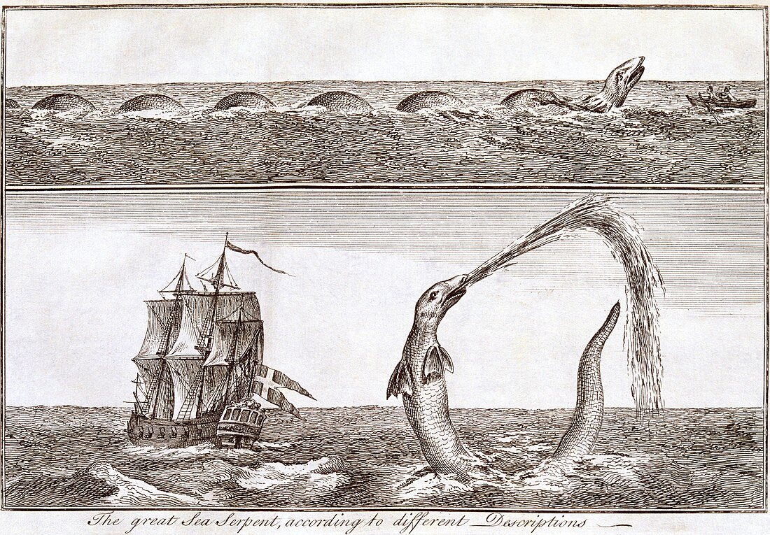 Sea serpents,18th century artworks