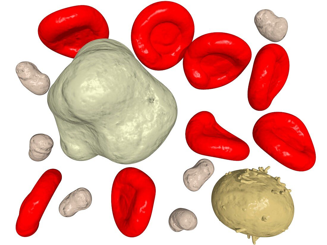 Blood cells,computer artwork