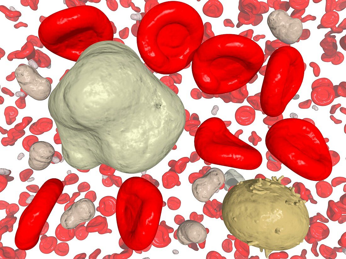 Blood cells,computer artwork