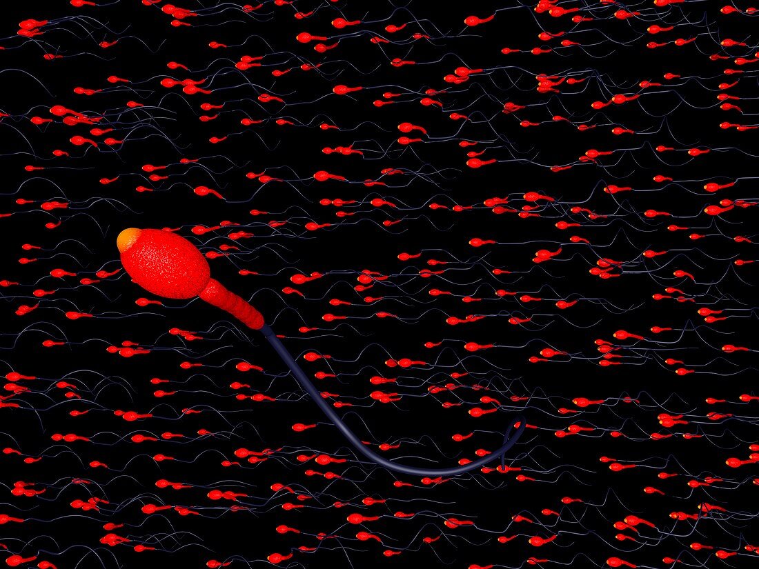 Sperm cells,computer artwork