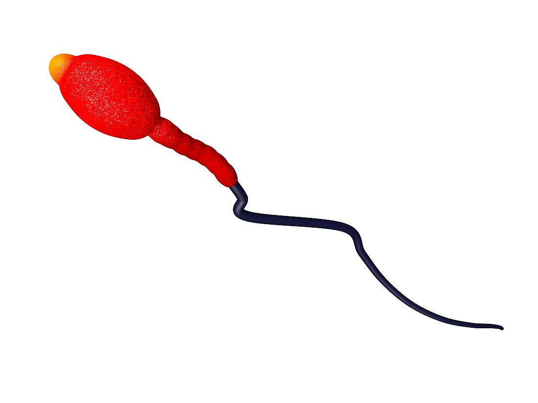 Sperm cell,computer artwork