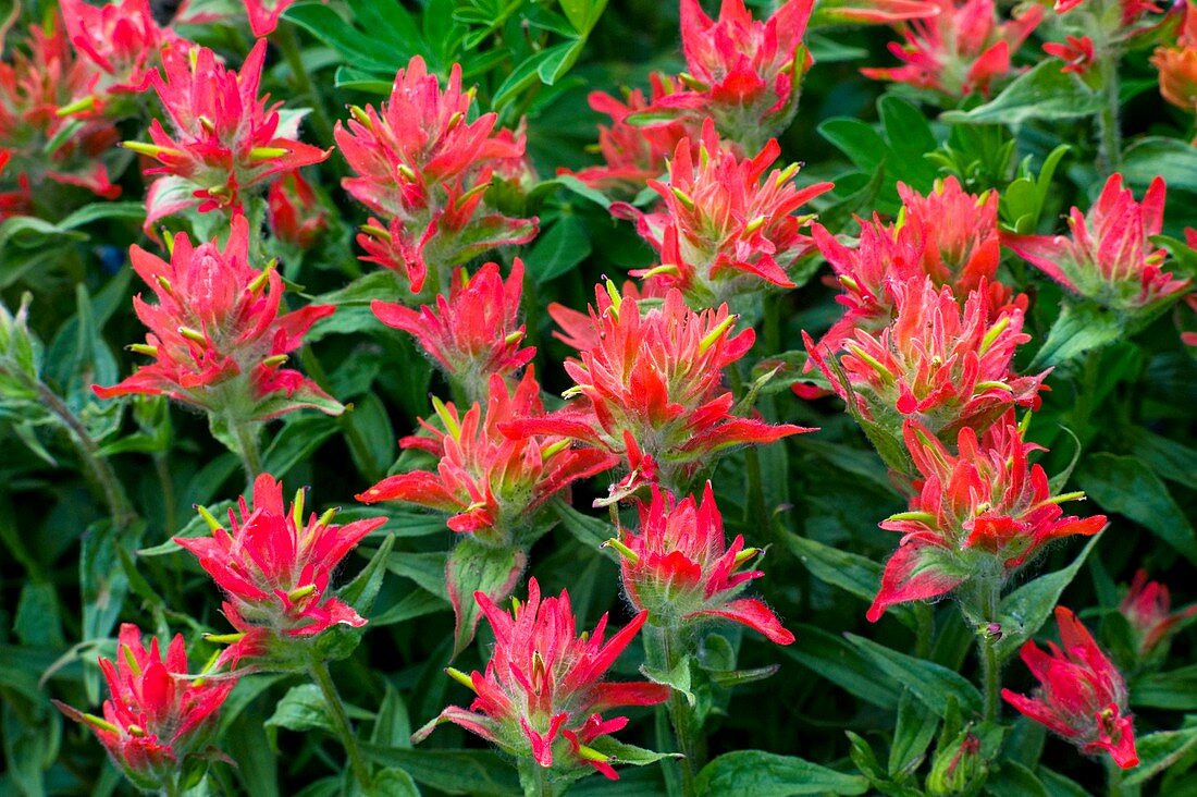 Indian paintbrush flowers