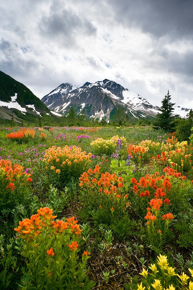 Mountain meadow,Canada