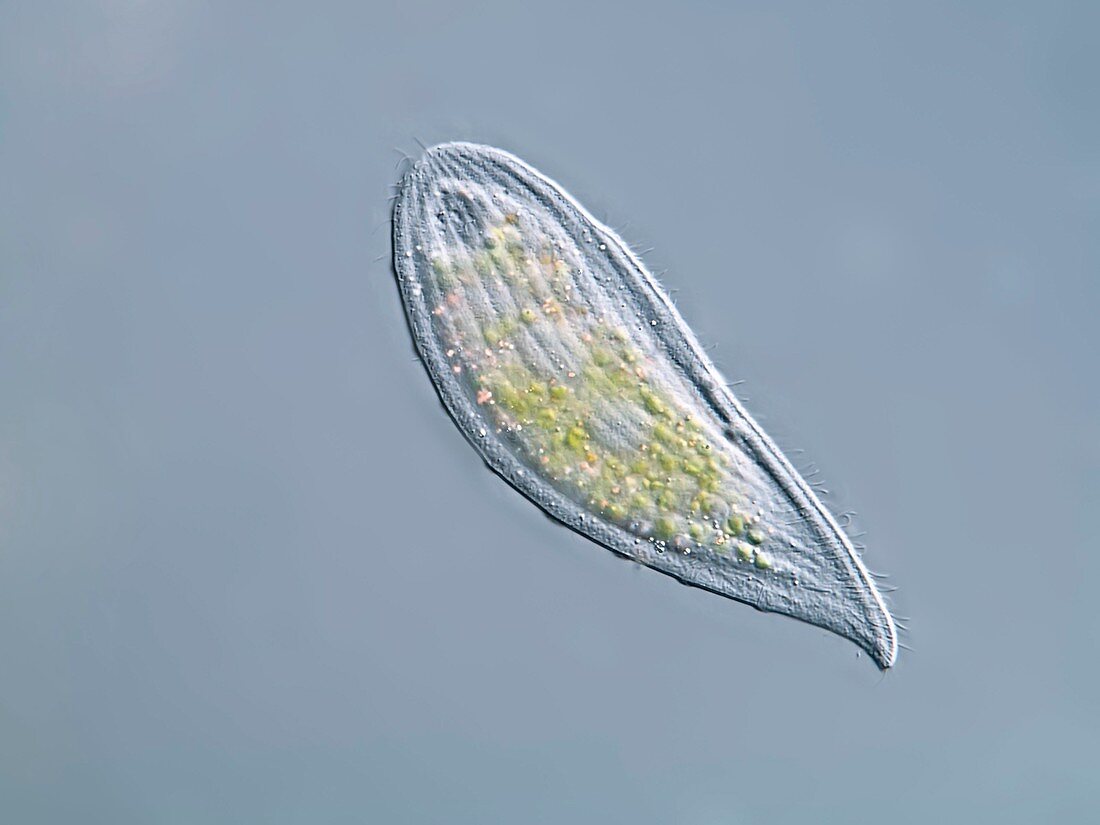 Loxophyllum ciliate,light micrograph