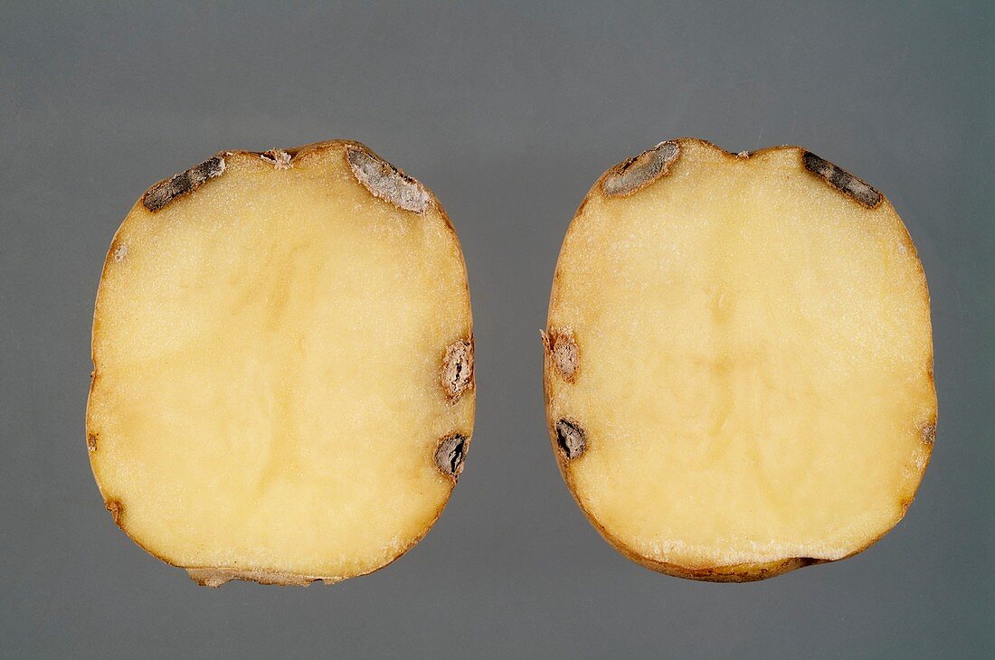 Charcoal rot in a potato
