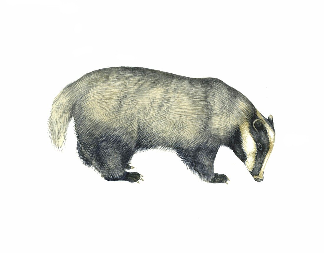 European badger,artwork