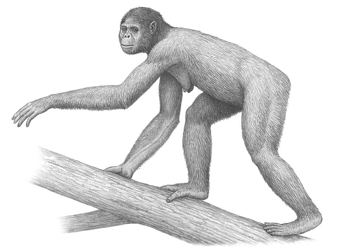 Early hominid Ardipithecus ramidus