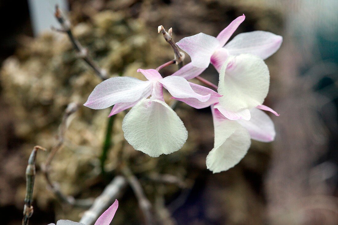 Dendrobium cucullatum
