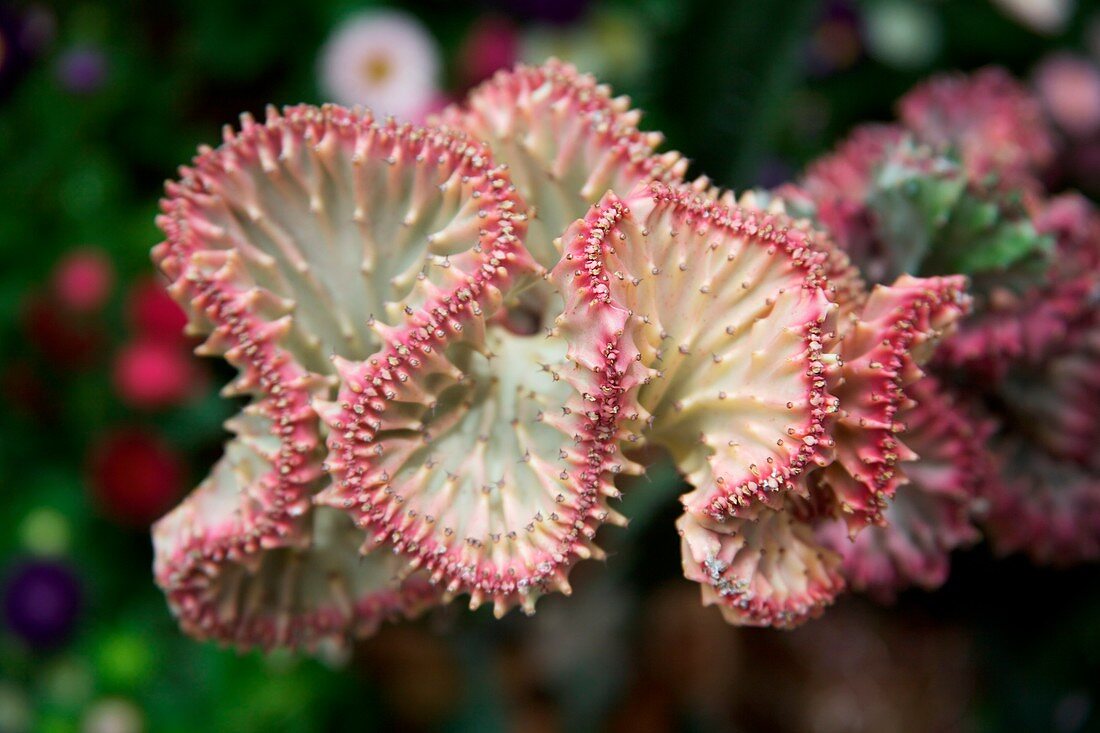 Elkhorn (Euphorbia lactea cristata)