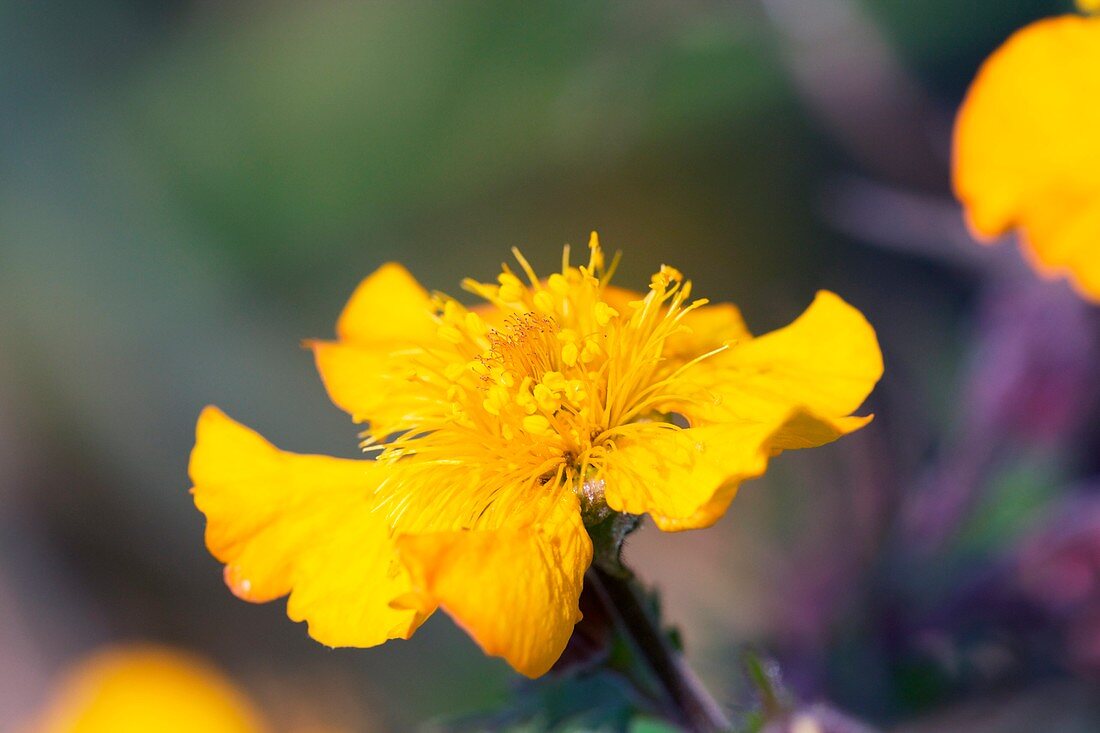 Geum 'Georgenburg'