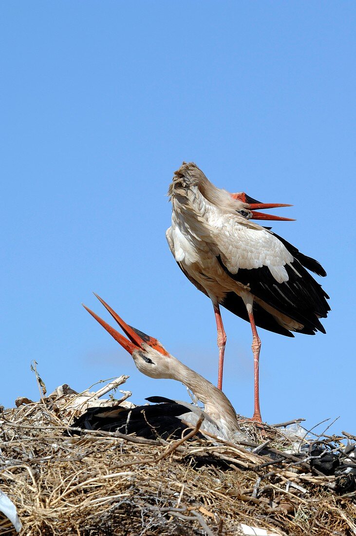 White storks displaying
