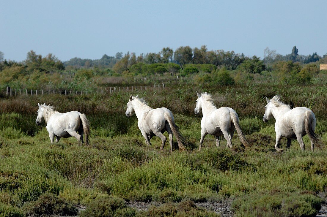 Camargue horses running