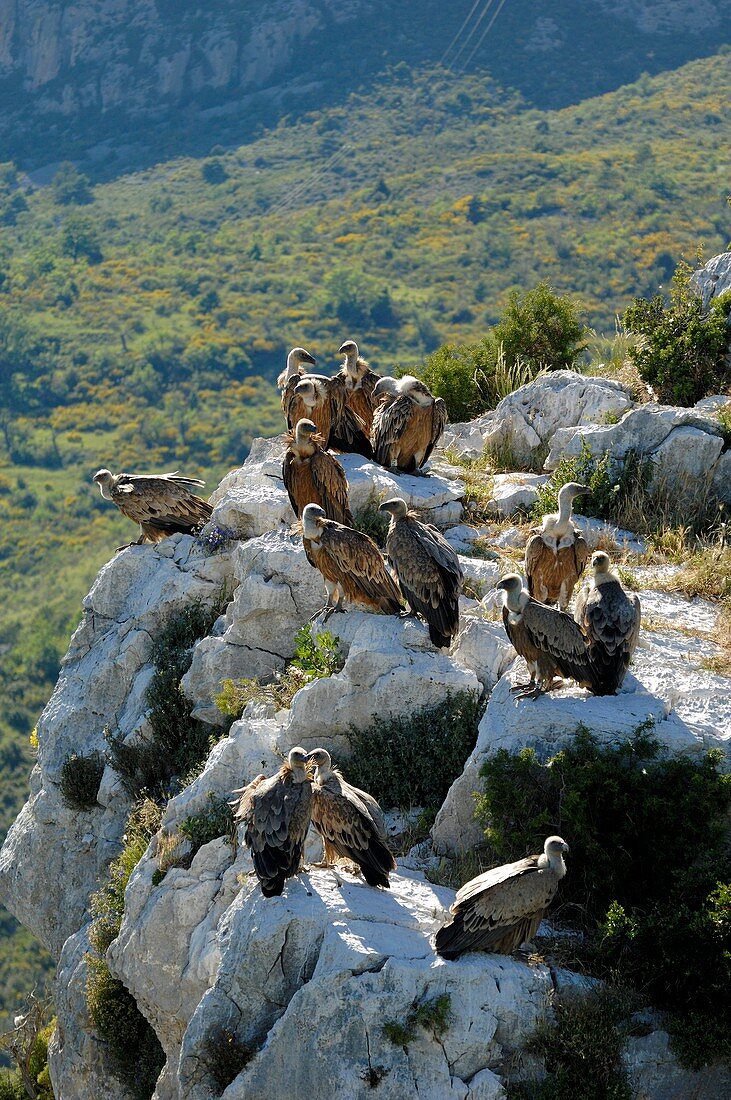 Griffon vultures perched on rocks